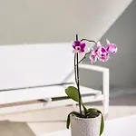 Apartment Le Vele